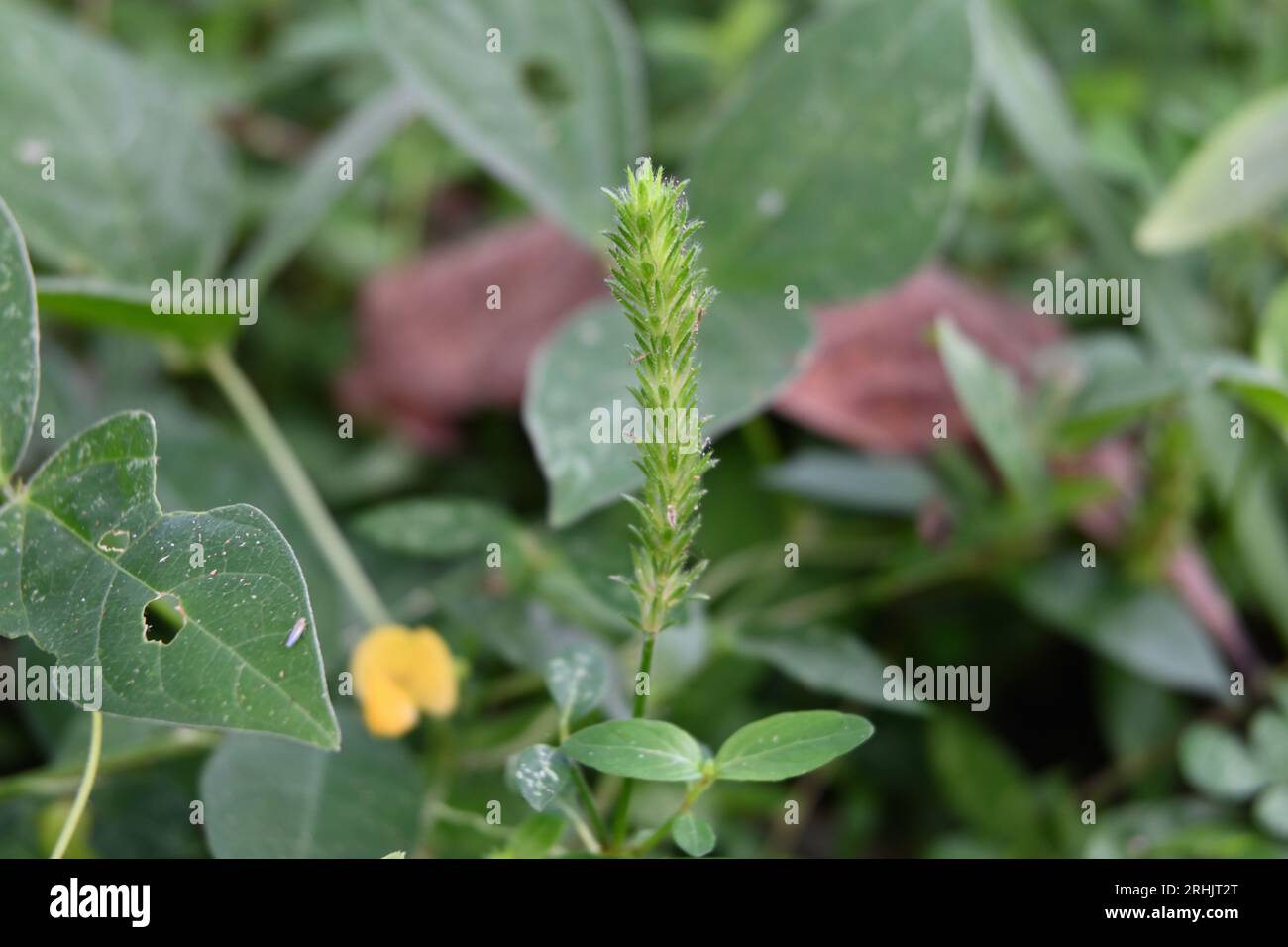 An inflorescence of tiny grass flowers bloomed near the ground in a lawn area Stock Photo