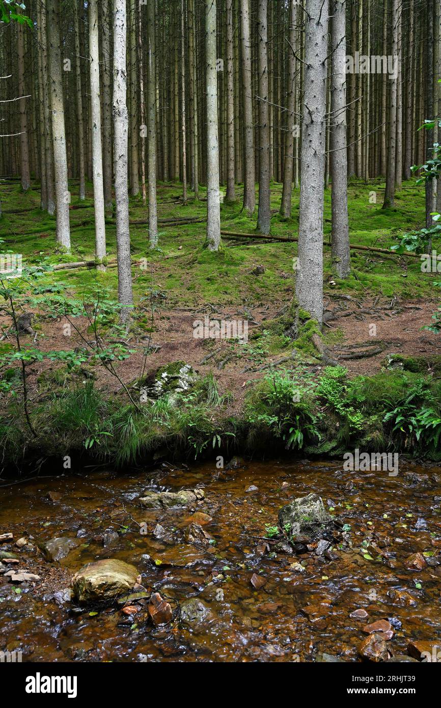 Rocky stream in the Ardennes Stock Photo