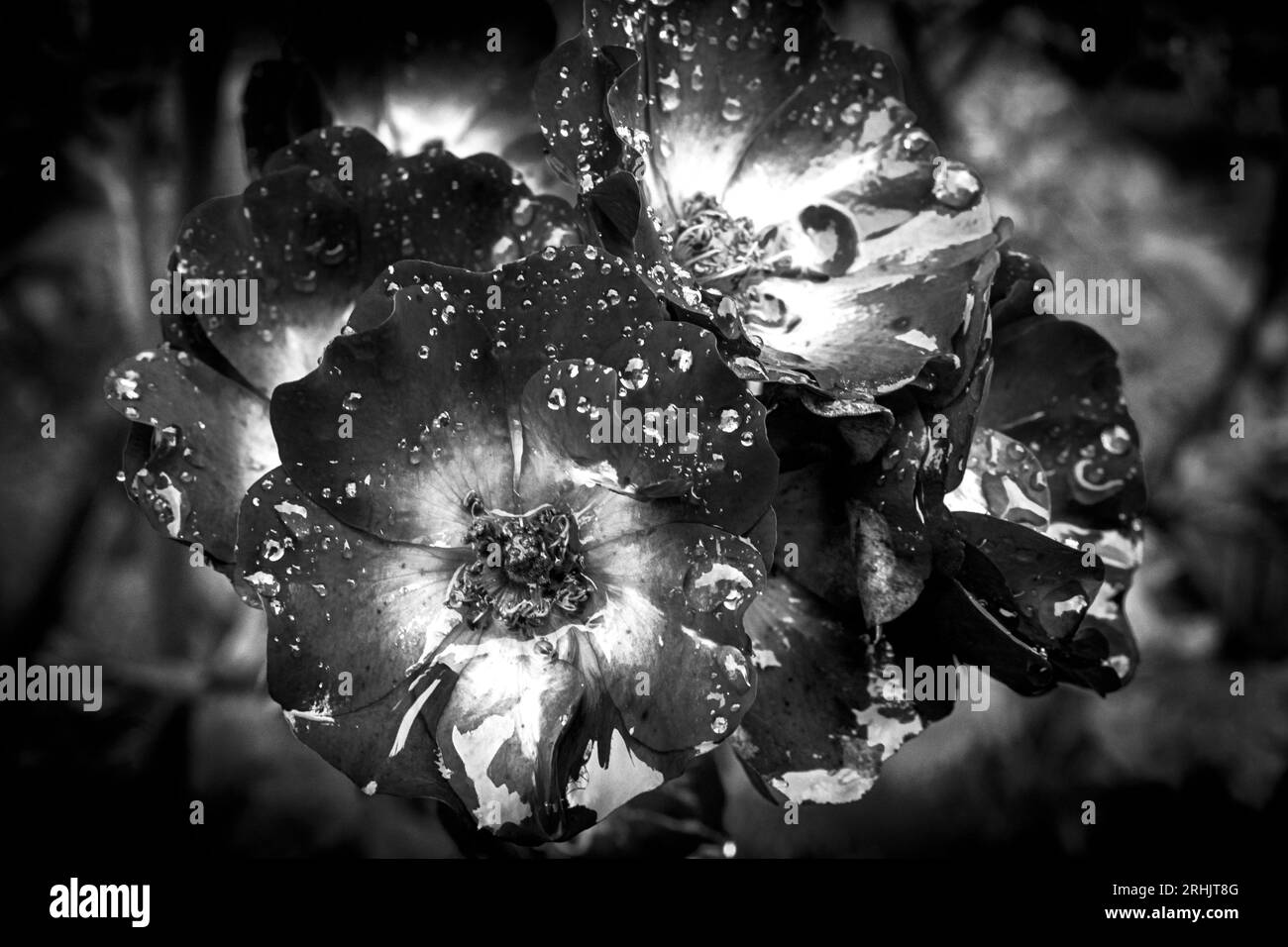 Wild rose in Black & White Stock Photo Alamy