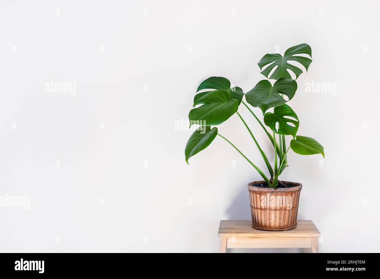 Monstera deliciosa or Swiss Cheese Plant in wicker flower pot isolated on a light background, home gardening and connecting with nature Stock Photo