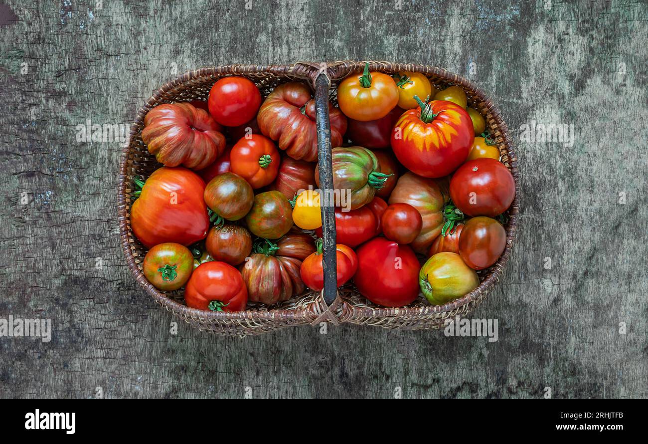 Autumn harvest - organic multicolored untreated tomatoes in a basket on a wooden background, top view Stock Photo