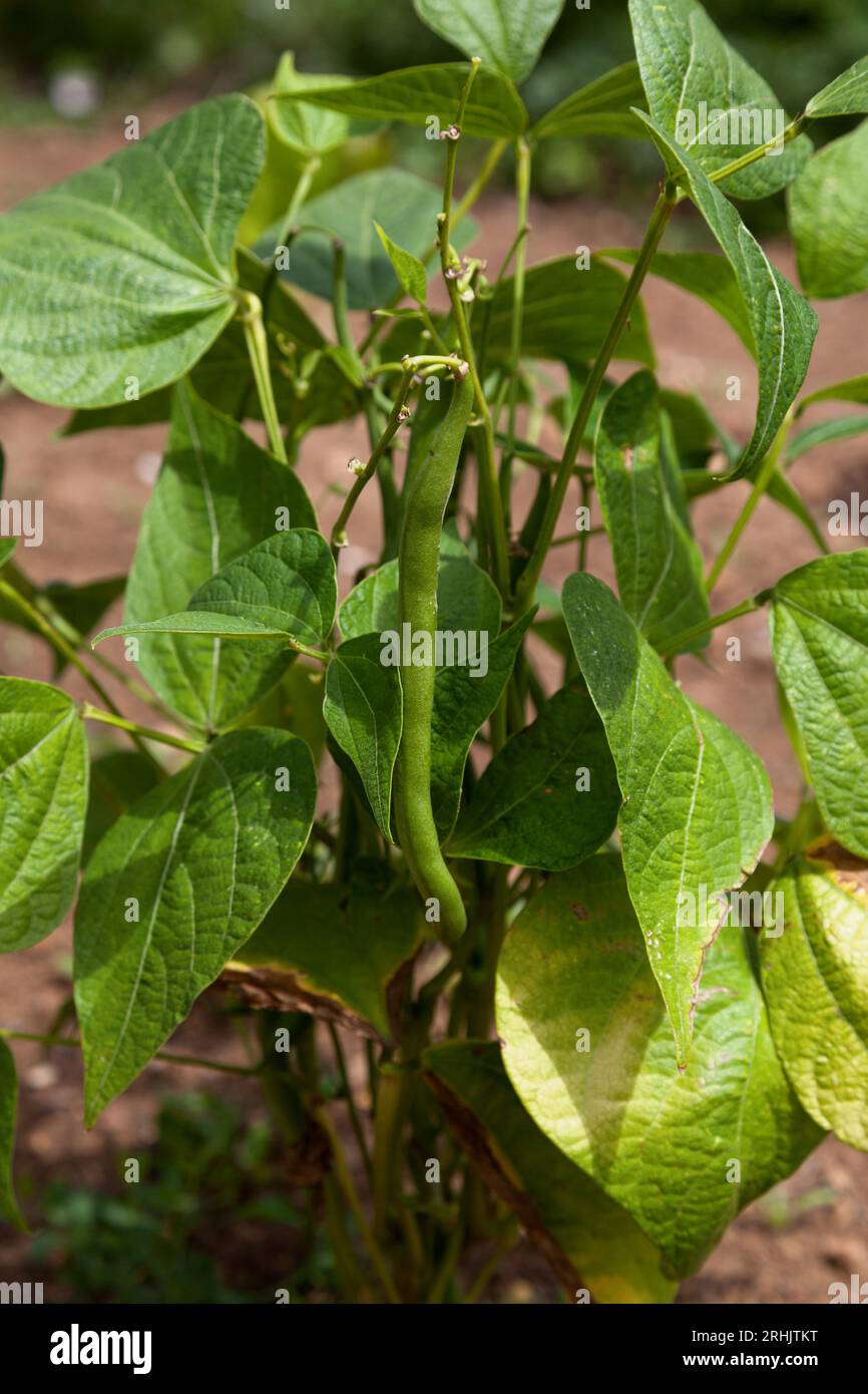 Close-up on french beans (Phaseolus vulgaris) growing in a garden. Stock Photo