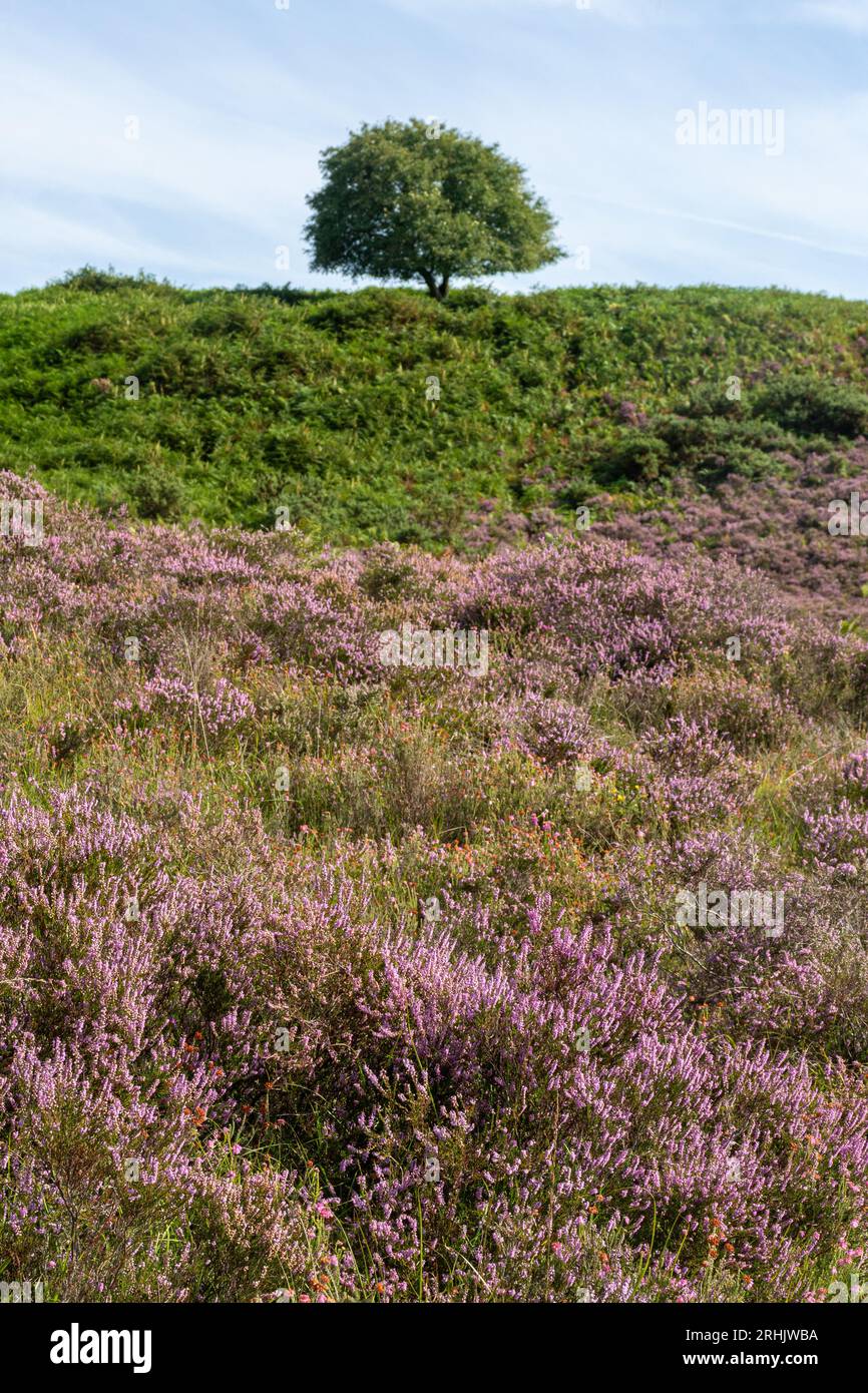 Lowland heath landscape in the New Forest National Park, Hampshire, England, UK, with pink purple heather flowering in summer Stock Photo