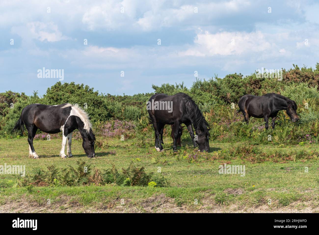 New Forest ponies grazing on heathland in the national park, Hampshire ...