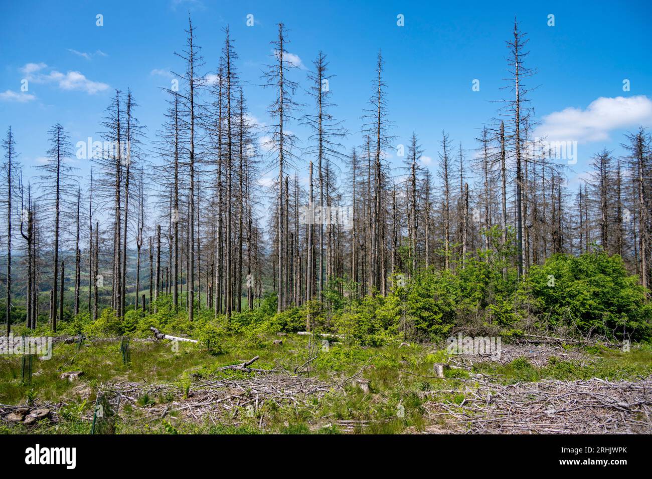 Deutschland, NRW, Märkischer Kreis, Herscheid, Waldschäden auf der Nordhelle Stock Photo