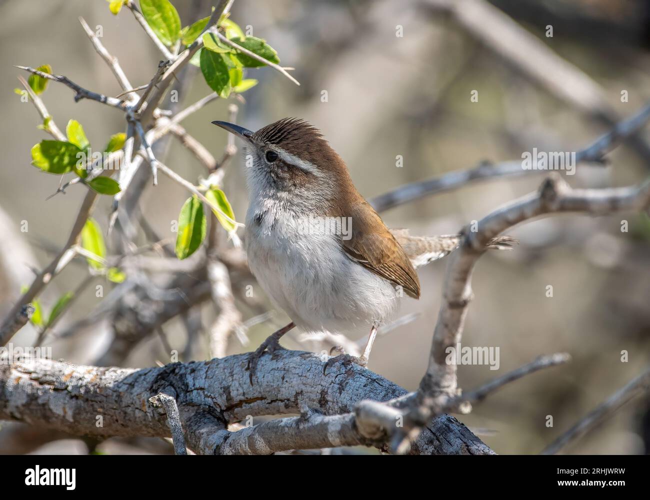 A cute Bewick's Wren comes out of a Texas thicket to perch on an open branch, curious who the photographer is. Stock Photo