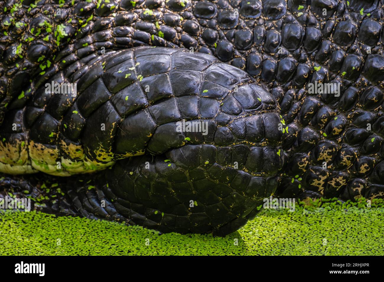 Animal, Davao, Philippines Stock Photo Alamy