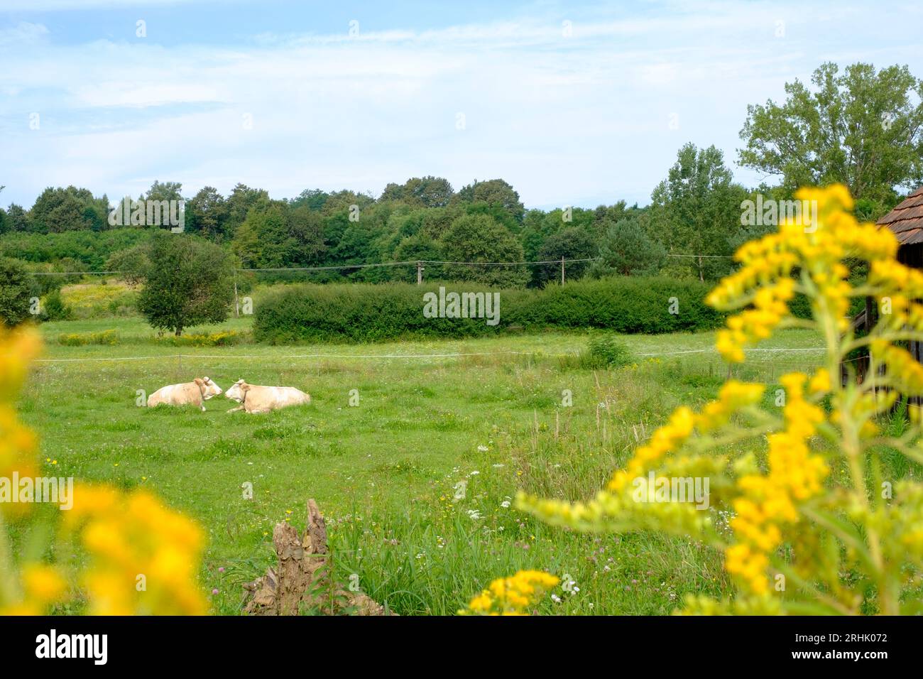 two dairy cows laying down in rural farm field framed by goldenrod solidago in foreground zala county hungary Stock Photo