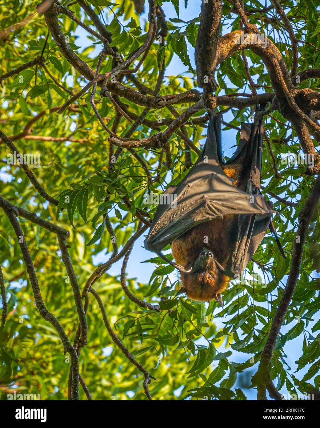 A Bat handing from a tree while sleeping Stock Photo Alamy