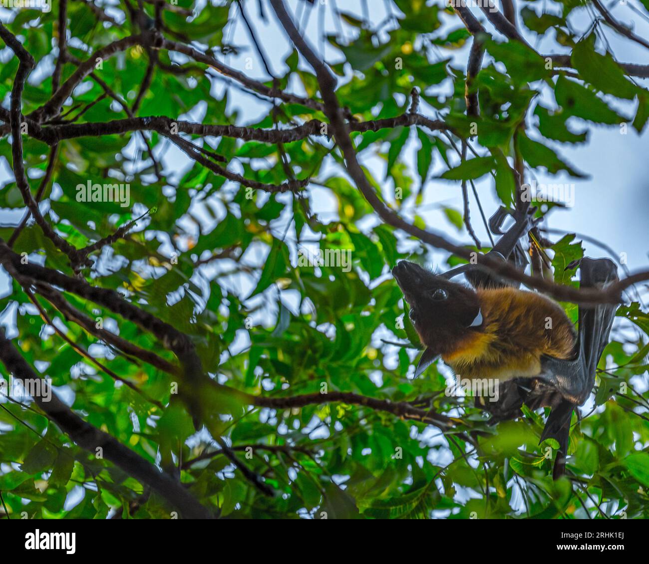 A Bat hanging upside down Stock Photo Alamy