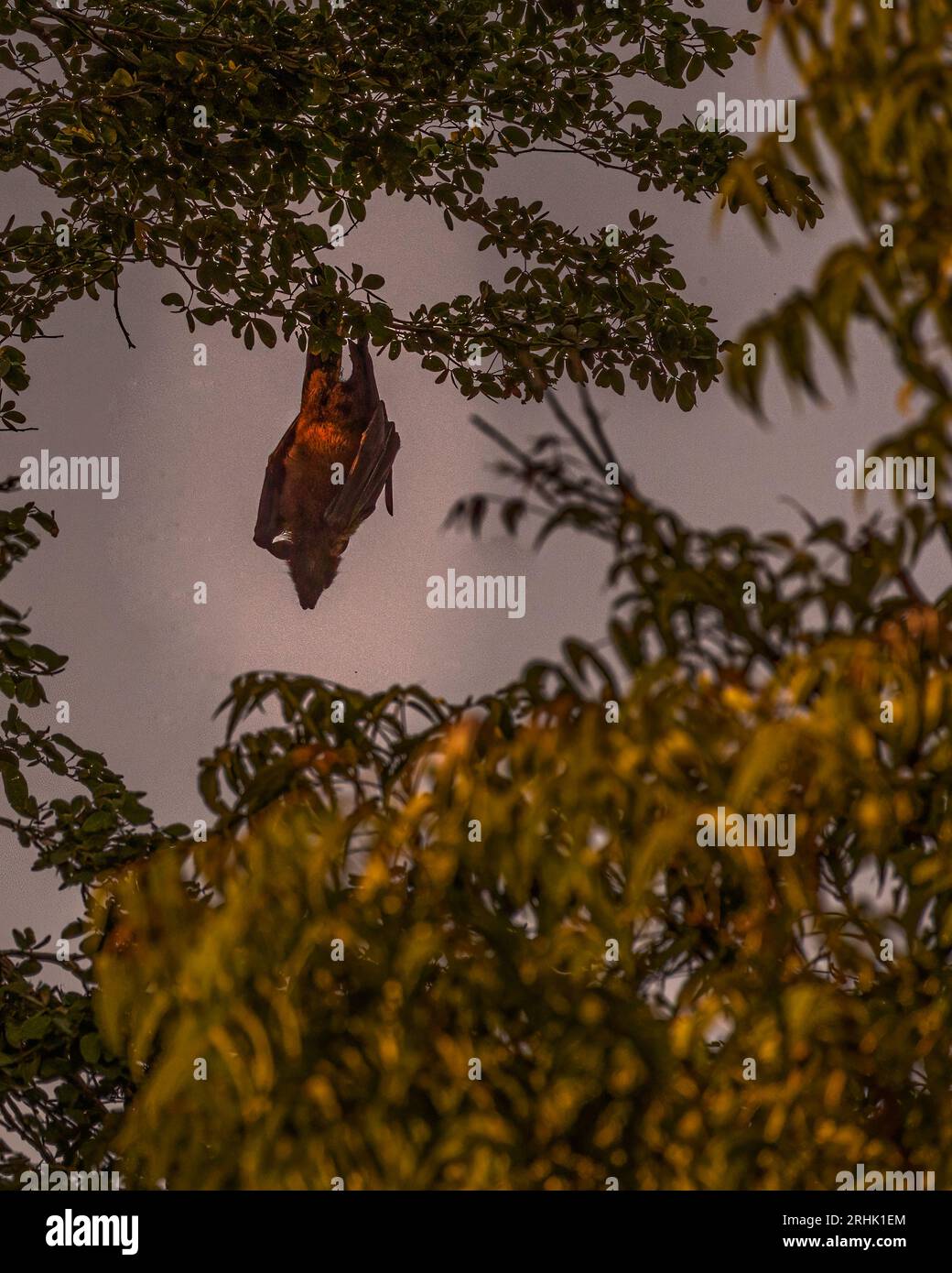 A Bat sleeping on a tree Stock Photo