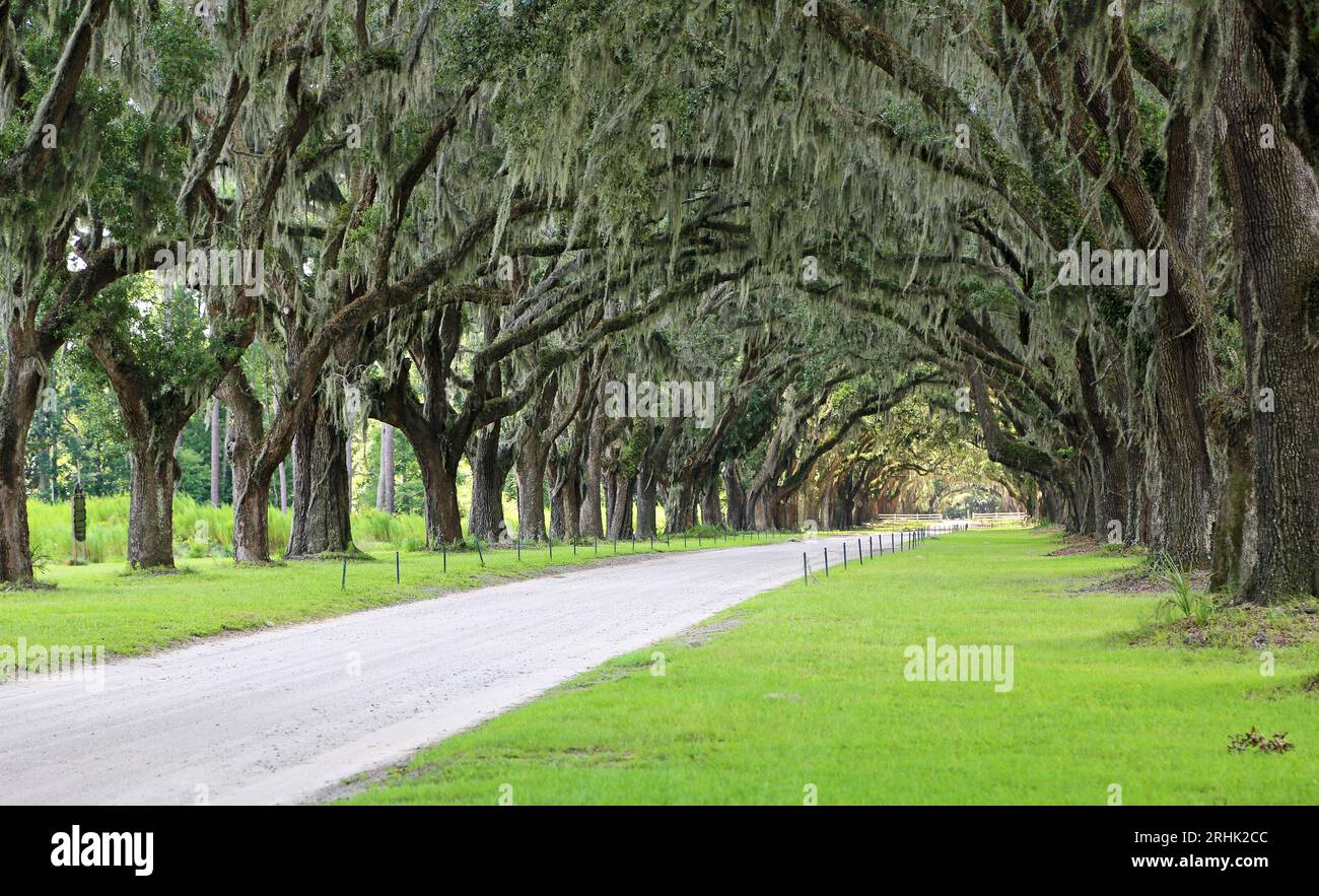 Oak alley - Savannah, Goergia Stock Photo