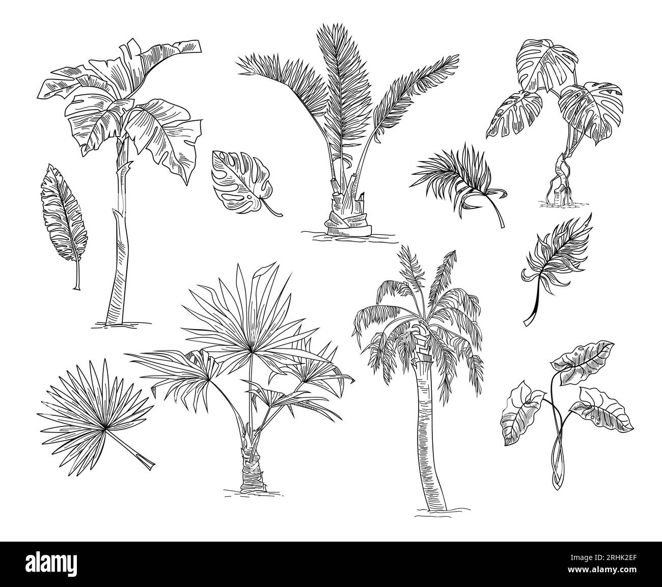 Two palm trees. One-minute drawing Drawing by Sofia Goldberg - Fine Art  America