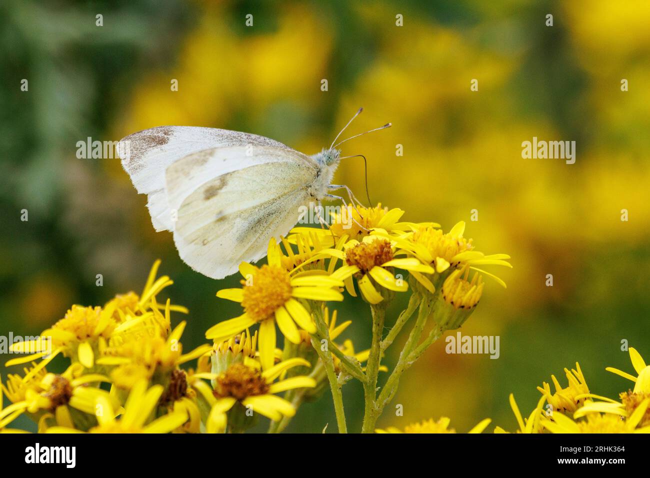 A small white butterfly, drinking nectar on flowers in Conningsby, Lincolnshire, August 2023 Stock Photo