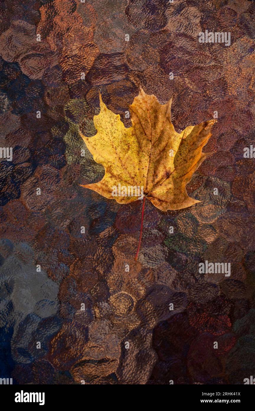 single autumn maple leaf against a multicolored background Stock Photo