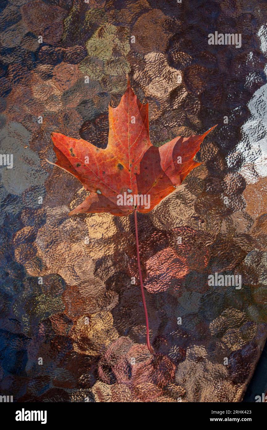 single autumn maple leaf against a multicolored background Stock Photo