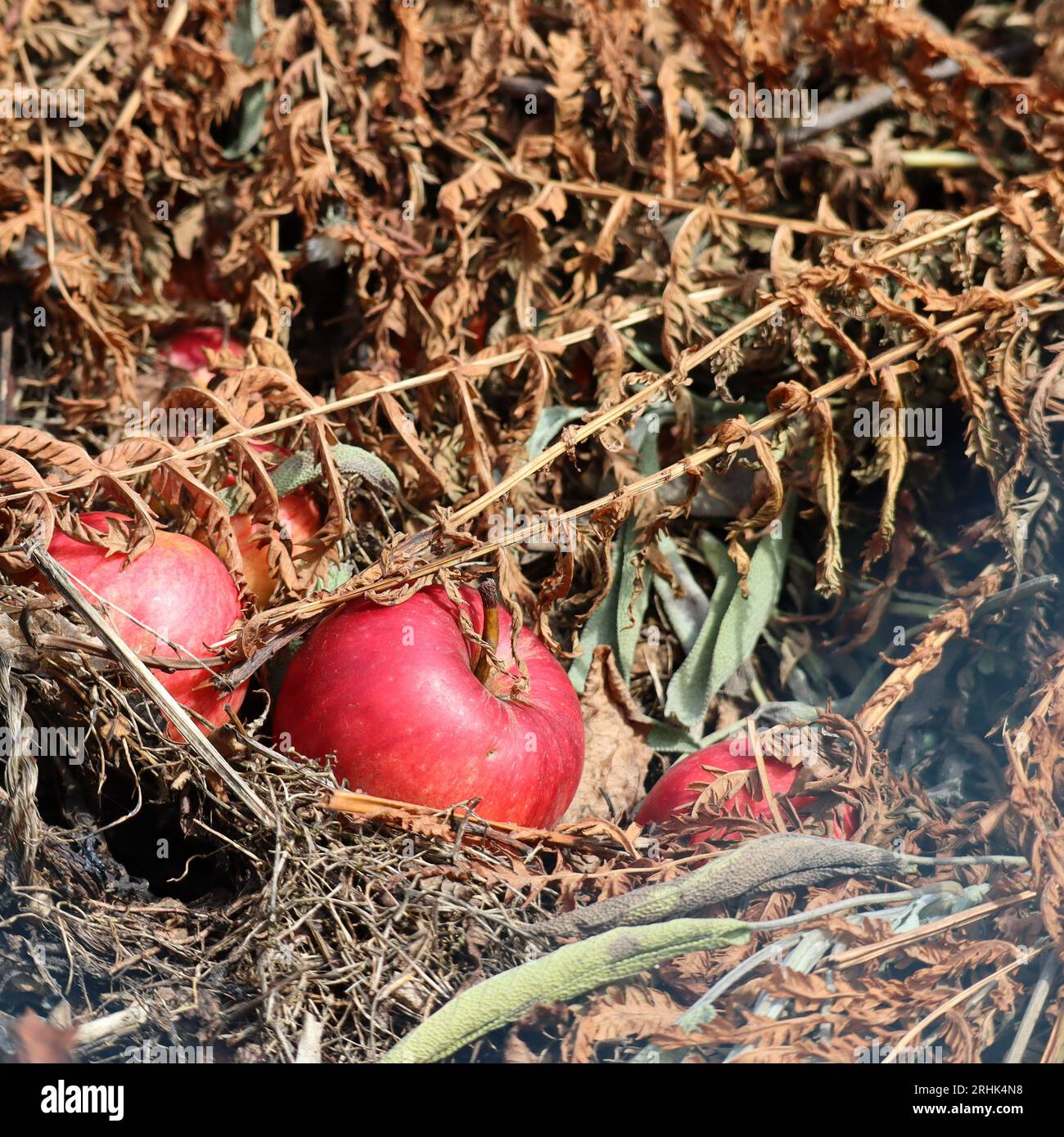 Apple with slight Dents in the Compost Stock Photo