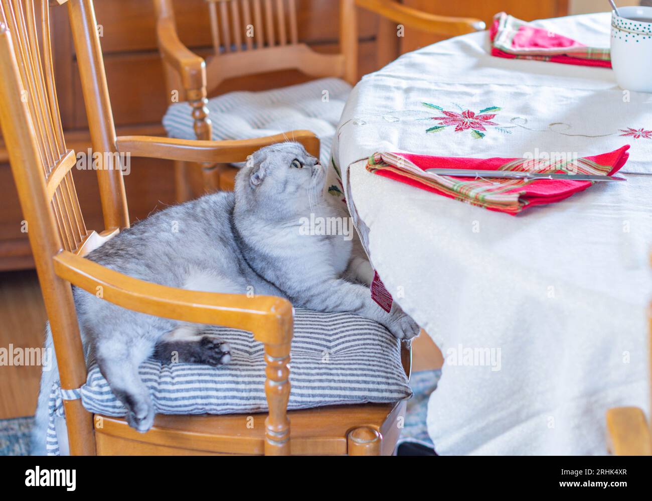 table set food, cold cats, food backgrounds, holiday season
