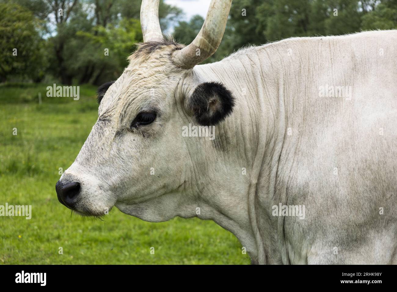 The Hungarian Grey (Hungarian: Magyar Szürke), also known as Hungarian