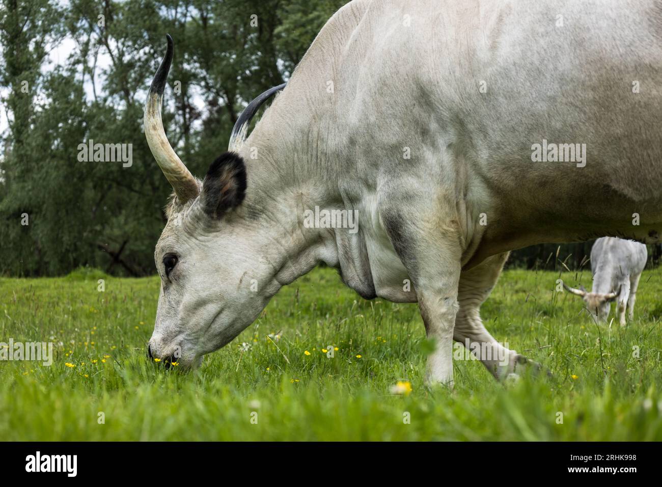 The Hungarian Grey (Hungarian: Magyar Szürke), also known as Hungarian