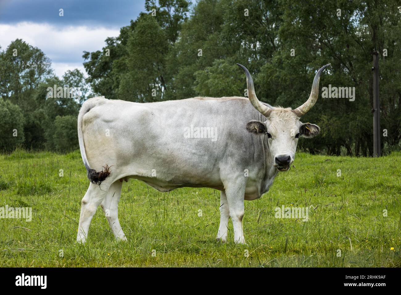 The Hungarian Grey (Hungarian: Magyar Szürke), also known as Hungarian