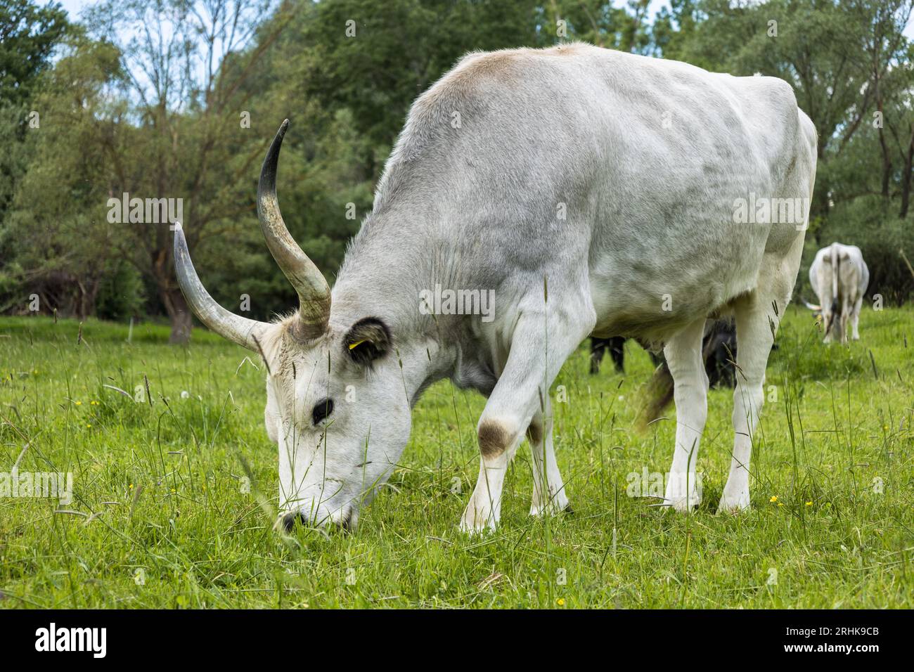 The Hungarian Grey (Hungarian: Magyar Szürke), also known as Hungarian