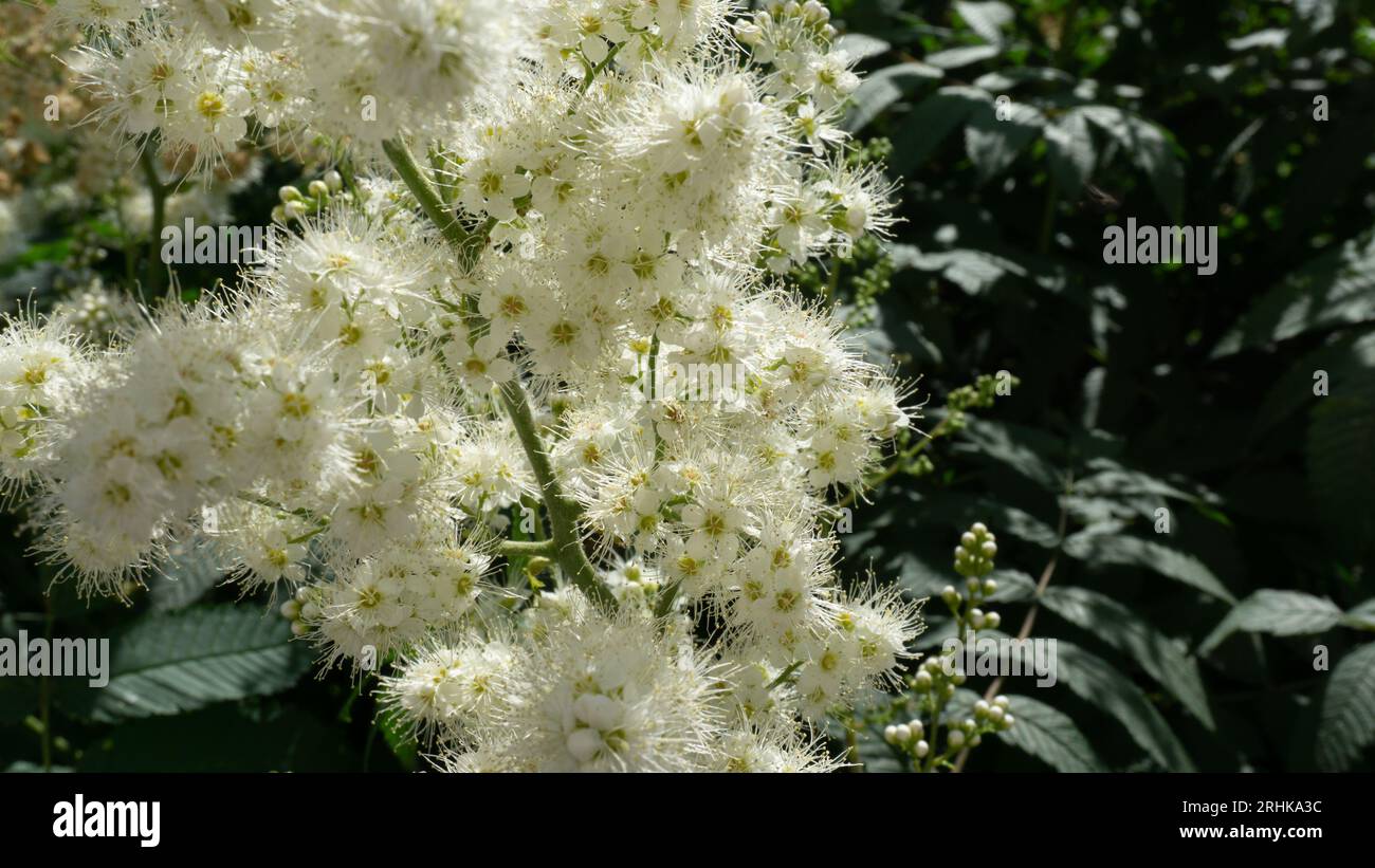 White small flowers of meadowsweet close-up Stock Photo