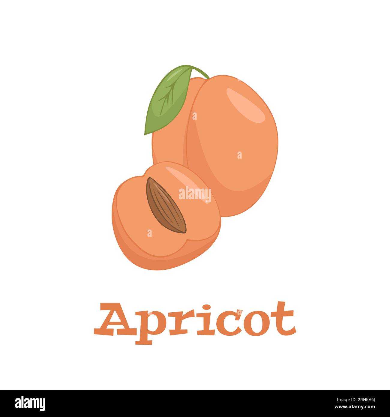 Flat vector of Apricots isolated on white background. Flat illustration