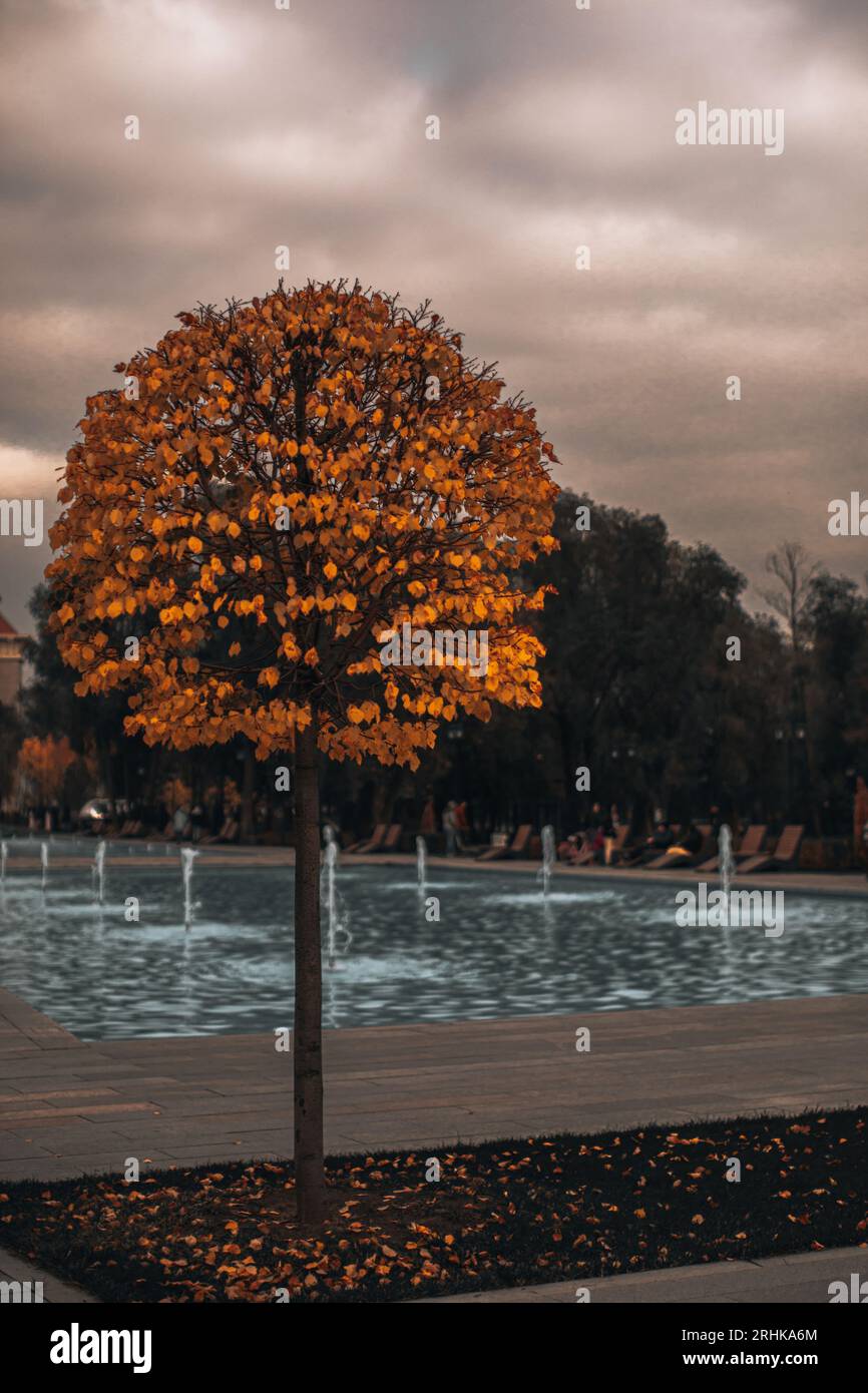 Autumn tree with yellow orange leaves in the park with the fountain ...