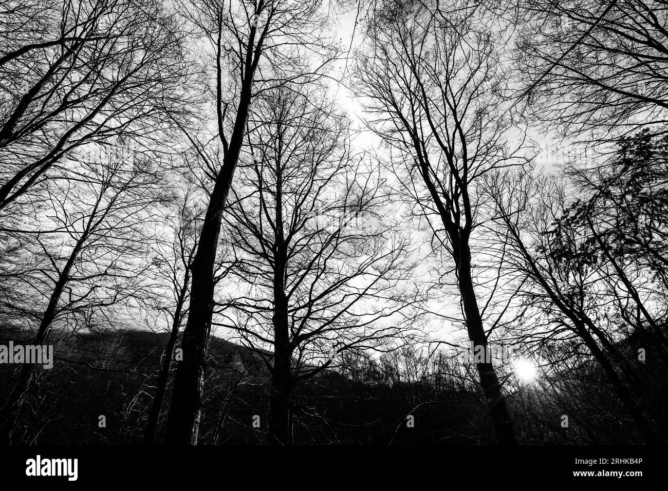 Monte Cucco forest at sunset with low sun filtering through tree Stock Photo