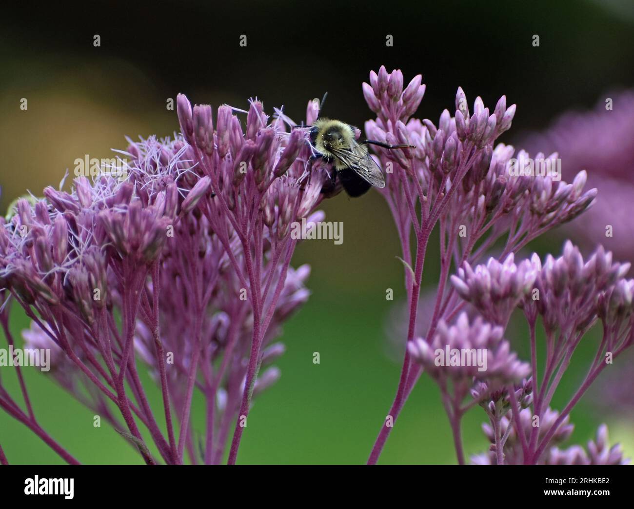 Bumblebee (Bombus) on Joe Pye Weed (Eutrochium purpureum) in a Michigan garden Stock Photo