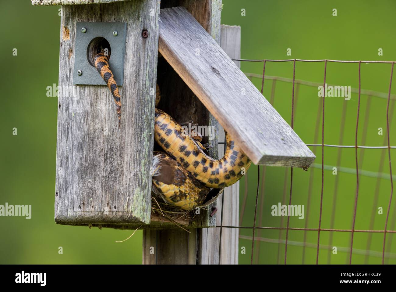 Eastern fox snake stealing tree swallow nestLings in northern Wisconsin. Stock Photo