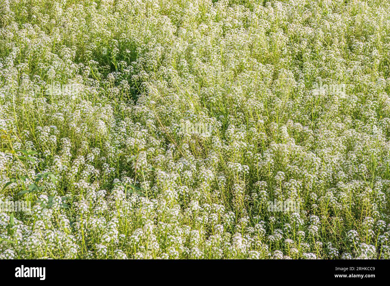 Dainty purple and white flowers of Lobularia maritima Alyssum maritimum ...