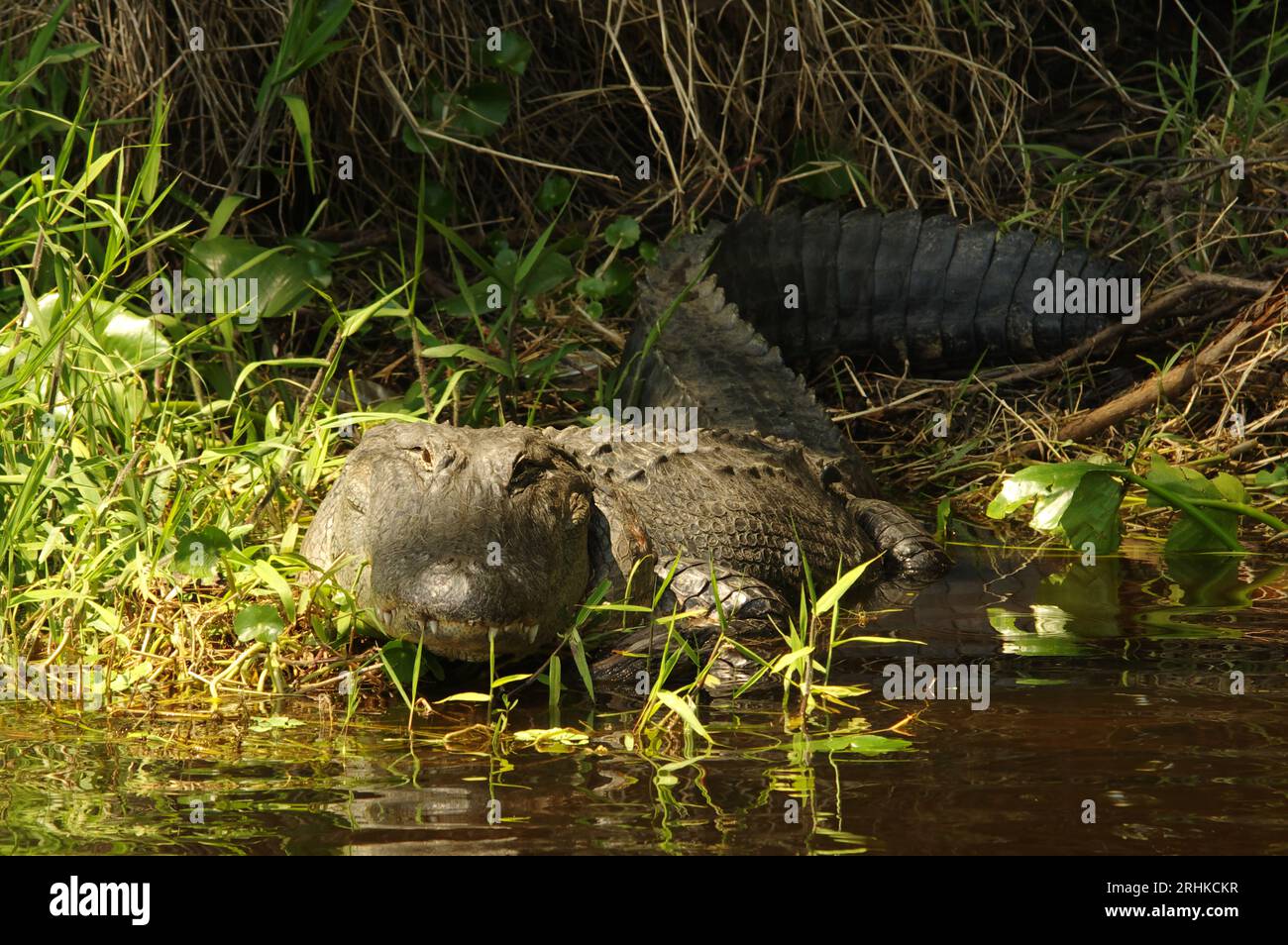 An American alligator (Alligator mississippiensis) suns itself in a marsh on the St. Johns River in Lake County, Florida. Stock Photo
