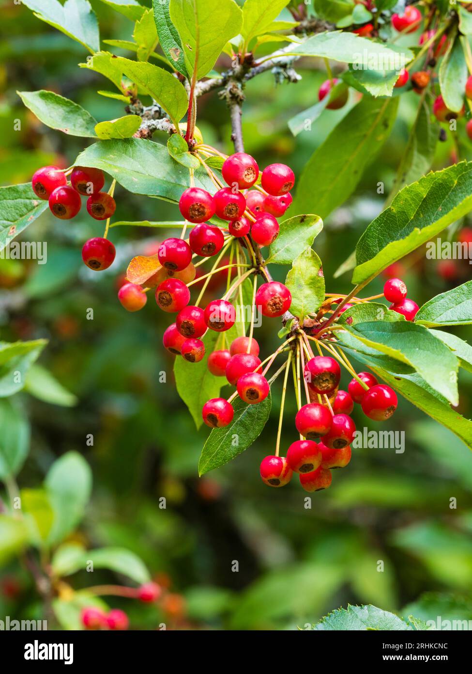 Red autumn berries of the hardy deceduous small garden tree, Crataegus laevigata 'Paul's Scarlet' Stock Photo