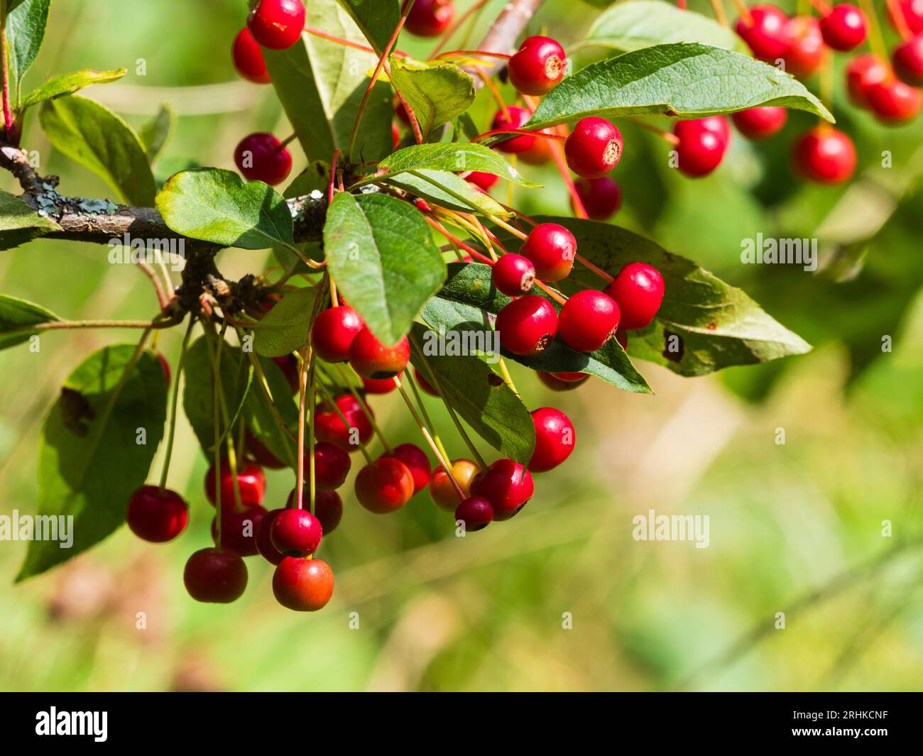 Red autumn berries of the hardy deceduous small garden tree, Crataegus laevigata 'Paul's Scarlet' Stock Photo