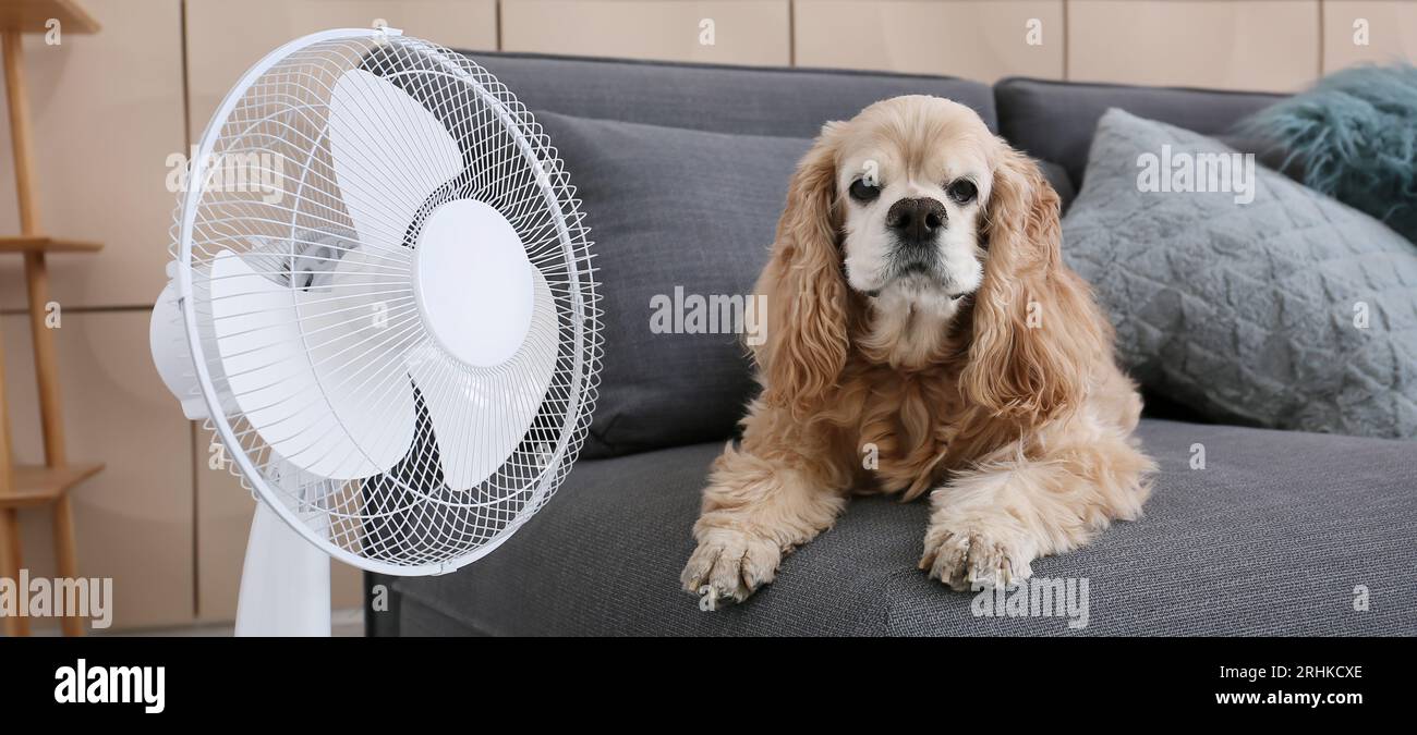 Animal Using A Fan Air cooler fan spinning in hi-res stock photography and images - Alamy
