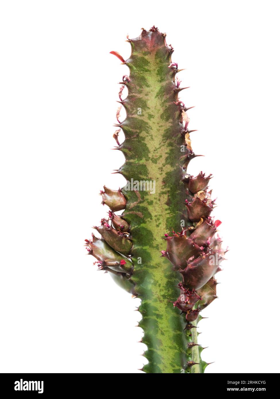 Stem with developing branches of the tender house or greenhouse  succulent, Euphorbia trigona, African milk tree Stock Photo