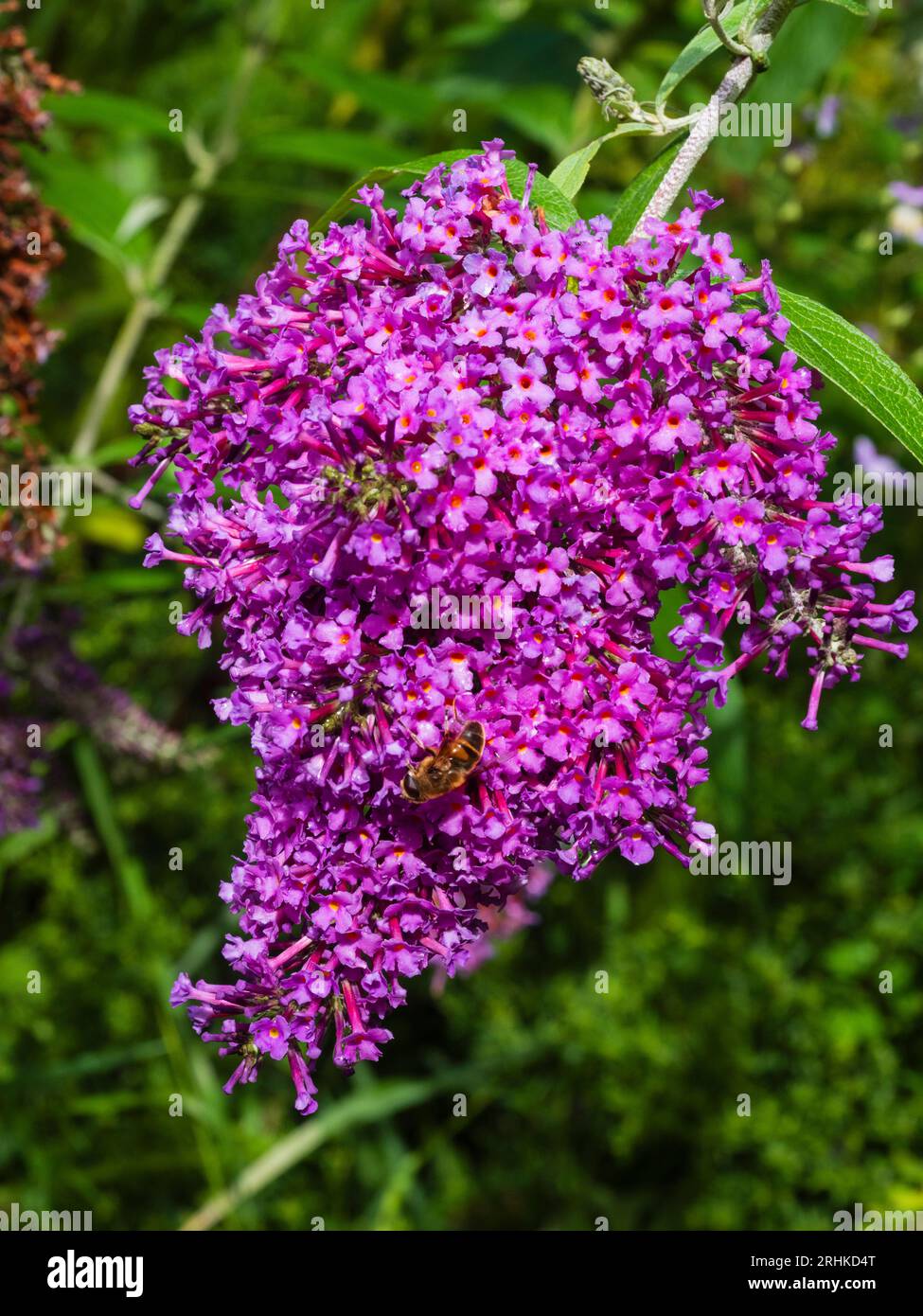 Unusual branching panicles laden with fragrant flowers of the hardy butterfly bush, Buddleja davidii 'Dartmoor' Stock Photo