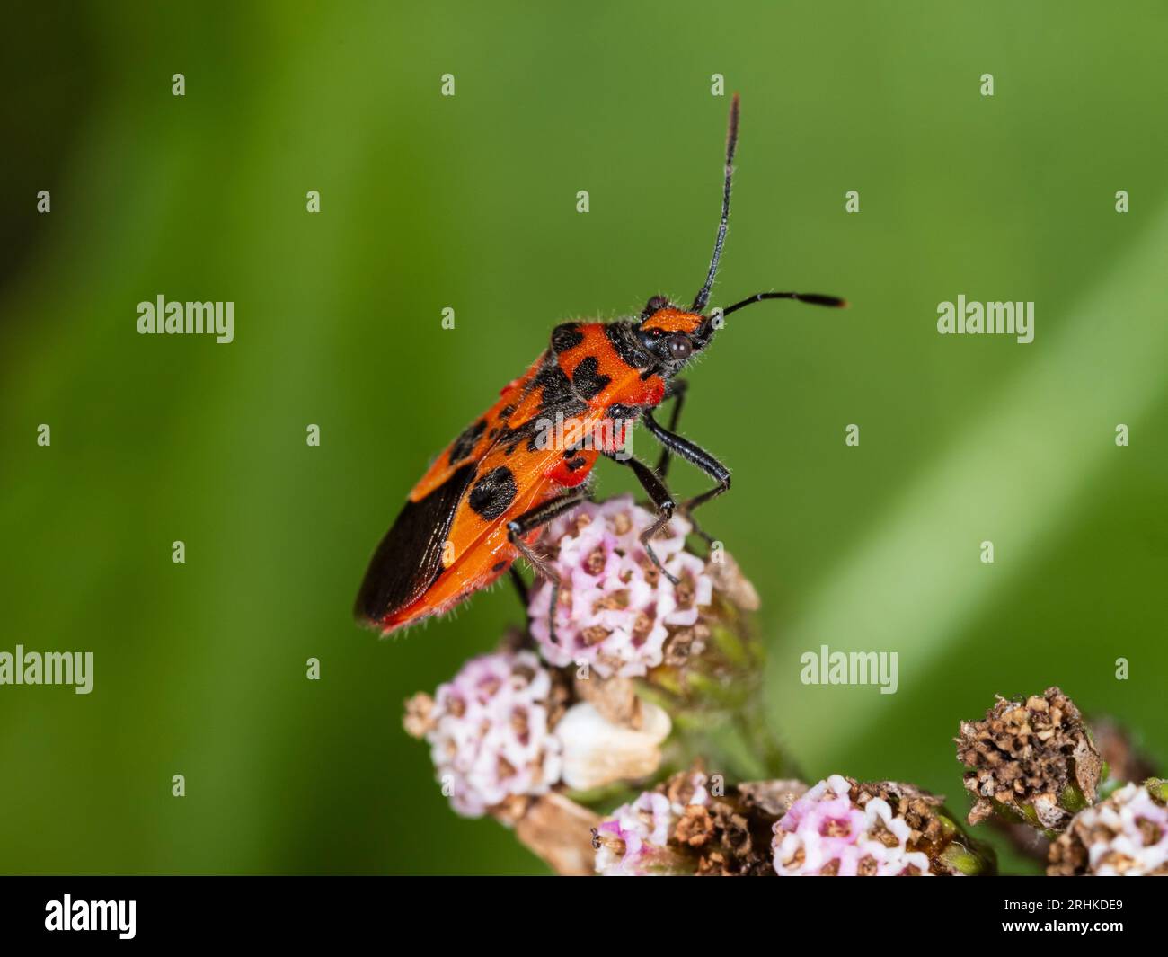 Red and black colouration of an adult UK Rhopald bug, Corizus hyoscyami, perched on yarrow, Achillea millefolium Stock Photo