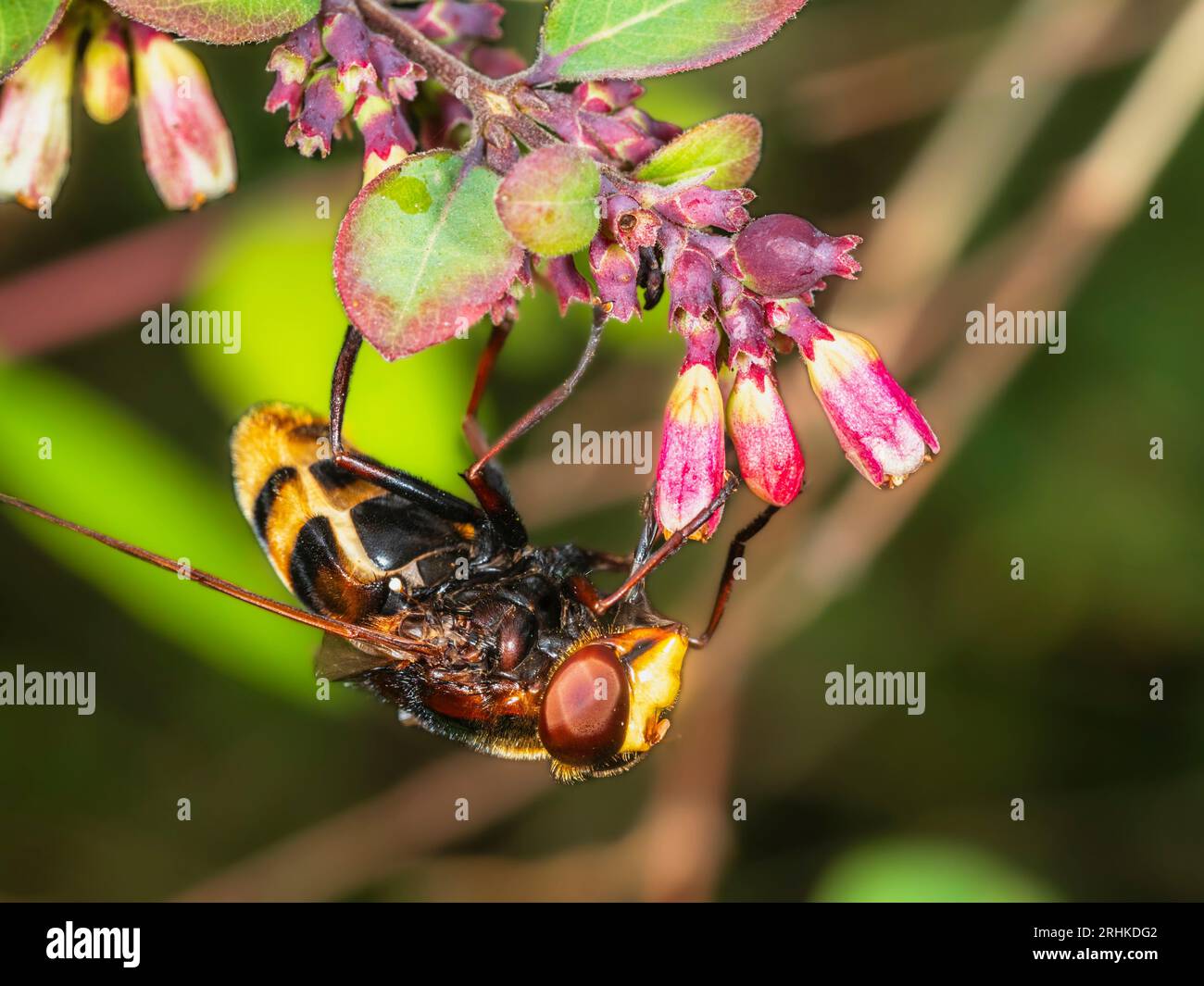 Female hornet mimic UK hoverfly, Volucella zonaria, on the flowers of snowberry, Symphoricarpus albus Stock Photo