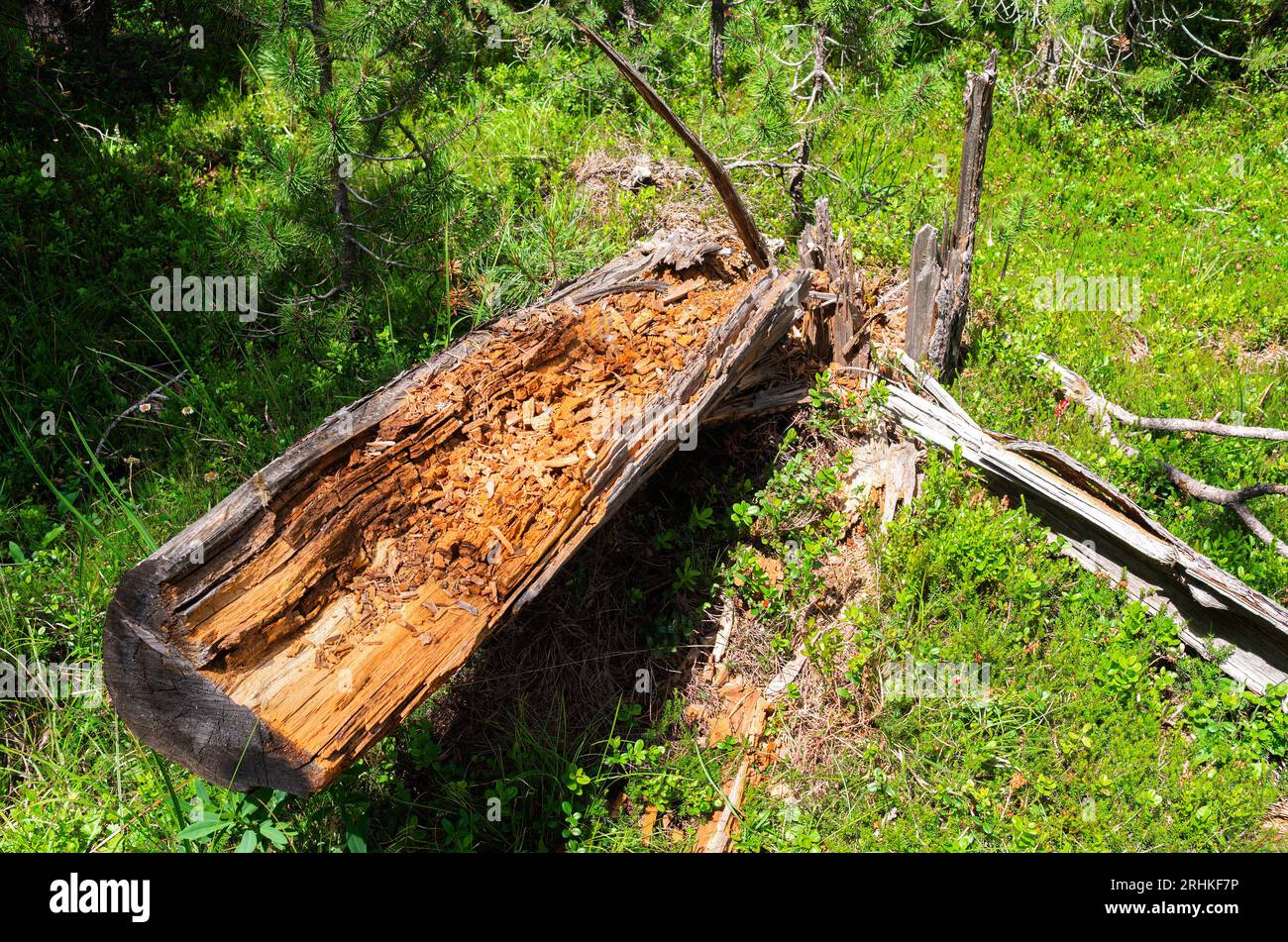 Fallen dry tree Trunk in the Swiss National Park, famous for untouched nature, located in the Western Rhaetian Alps, in eastern Switzerland. Stock Photo