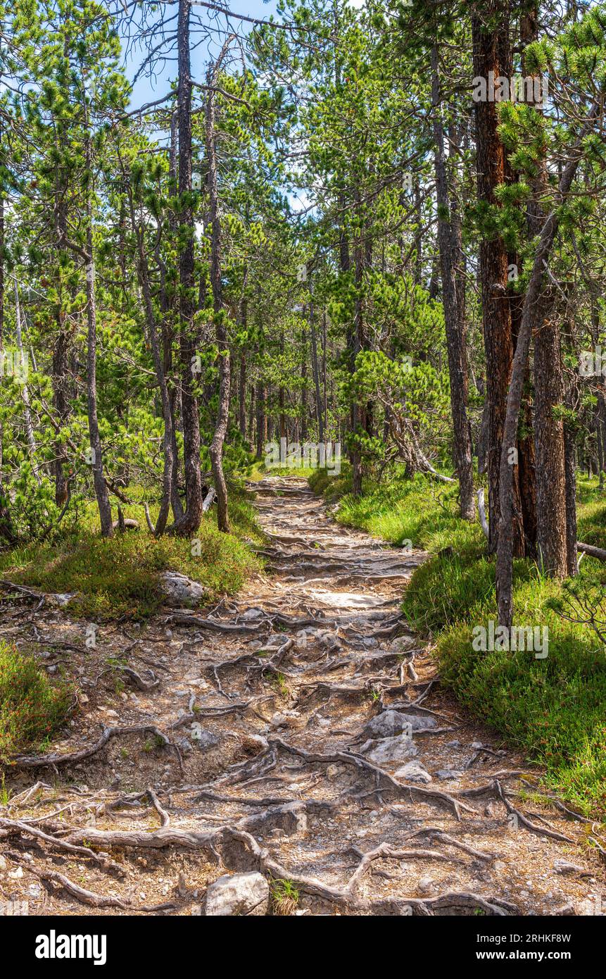 Hiking Path Through The Swiss National Park Famous For Untouched Nature Located In The Western Hiking Path Through The Swiss National Park Famous For Untouched Nature Located In The Western