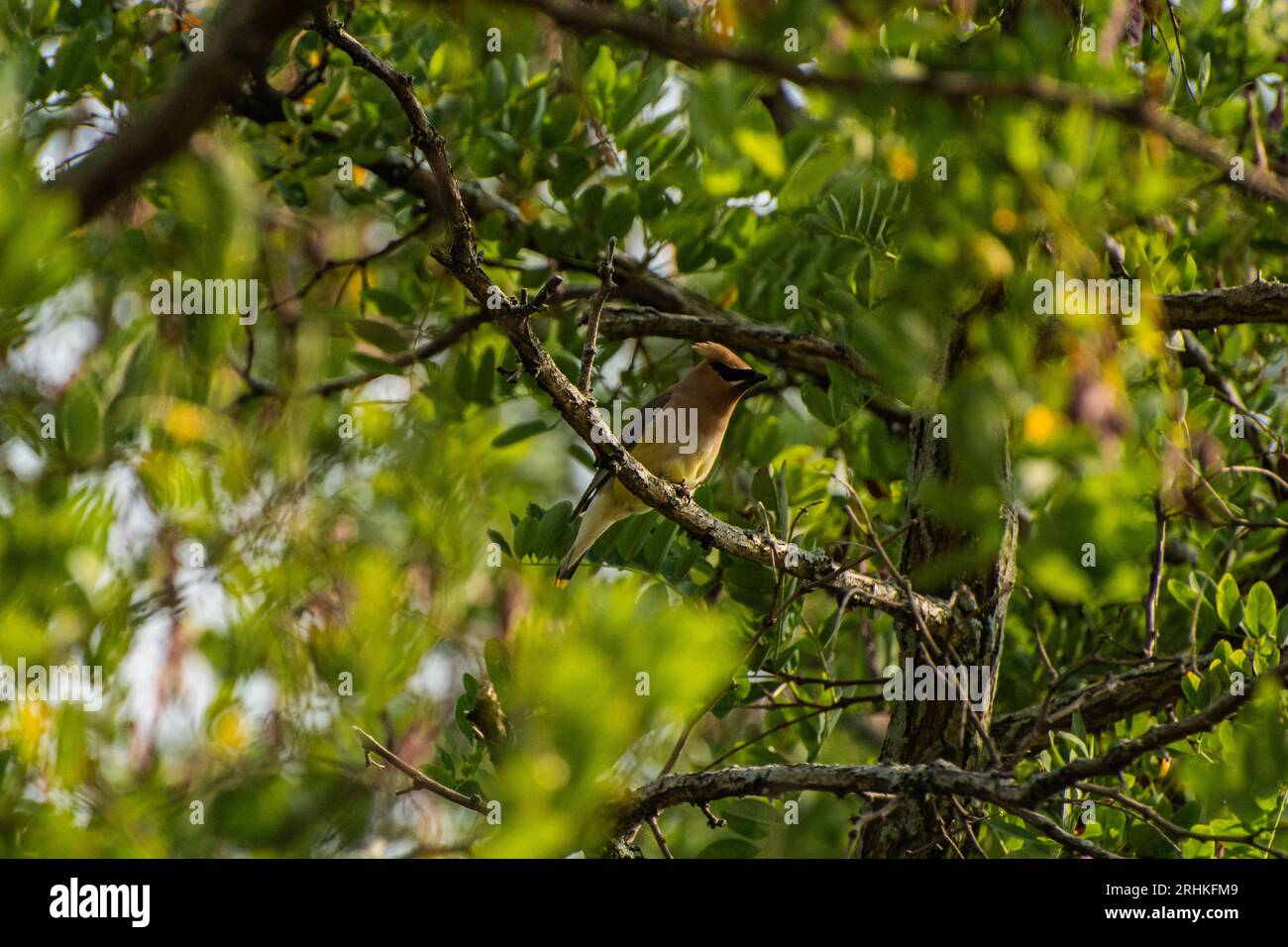 Cedar waxwing bird (Bombycilla cedrorum) perching on a branch in a honey locust tree resting between flight Stock Photo
