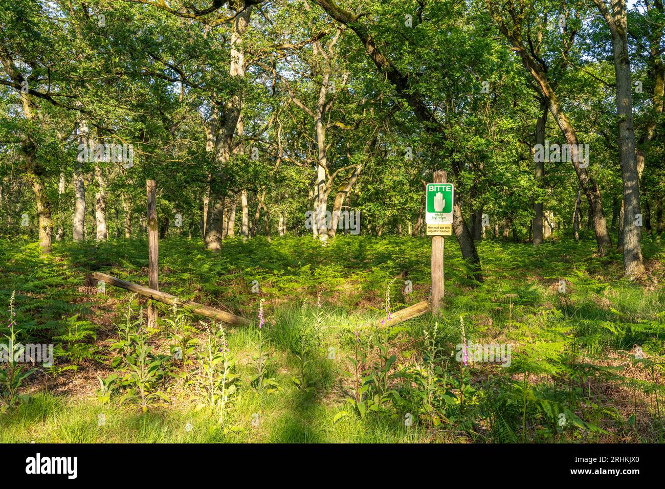 The Diersfordter Wald, north of Wesel, nature park with oak and beech forests, glacial sand dunes, heathland, moorland, indication of resting areas fo Stock Photo