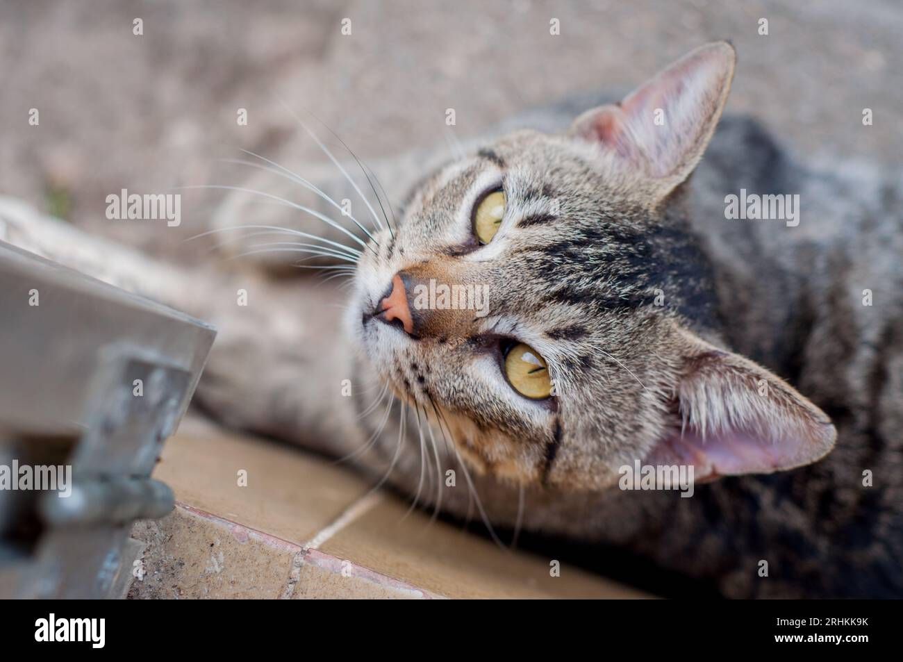 Mixed breed domestic cat portrait. Cat with brindle coat Stock
