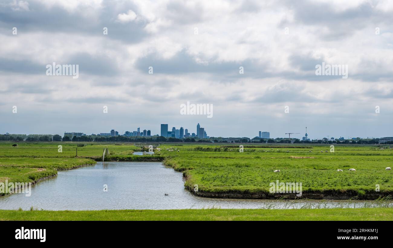 Cloudy sky above the skyline of Rotterdam city seen from a  polder. Stock Photo