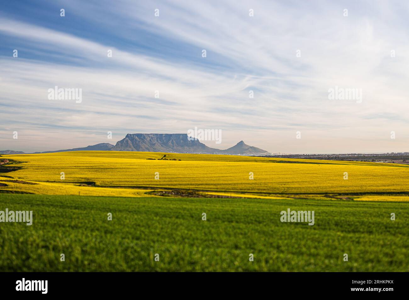 Table Mountain landscape photograph with canola and wheat crops in the foreground with beautiful clouds travel tourism farming Cape Town Stock Photo