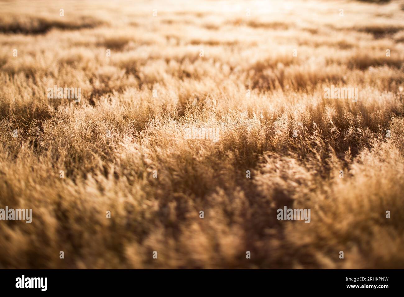 Golden dry grassy foliage in Namibia tilt-shift photography dream landscape travel tourism nature abstract Stock Photo