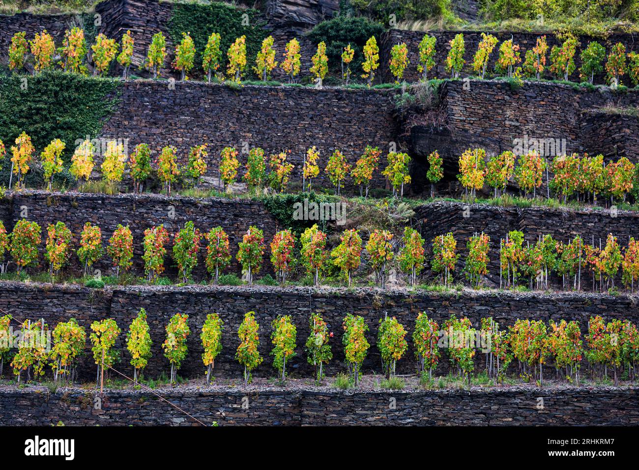 Ahr Valley Wine region vineyards in Germany with beautiful autumn colours colors Stock Photo